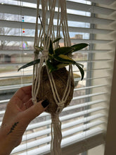 5.3.25 @10am The Art of Kokedama