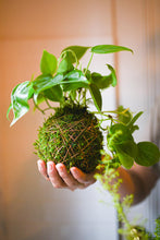 5.3.25 @10am The Art of Kokedama