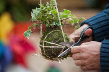 5.3.25 @10am The Art of Kokedama